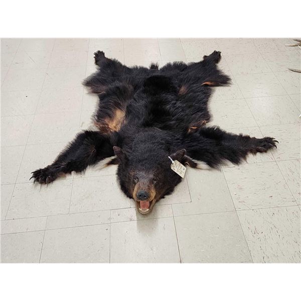 Black Bear Rug Taxidermy