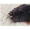 Image 5 : Black Bear Rug Taxidermy