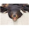 Image 8 : Black Bear Rug Taxidermy