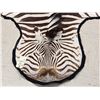 Image 2 : African Plains Zebra Rug Taxidermy