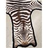 Image 5 : African Plains Zebra Rug Taxidermy