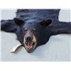 Image 4 : Nice Black Bear Rug Taxidermy