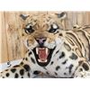 Image 4 : 100% Reproduction Clouded Leopard Full Body Taxidermy Mount