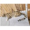 Image 5 : 100% Reproduction Clouded Leopard Full Body Taxidermy Mount