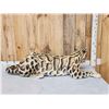 Image 8 : 100% Reproduction Clouded Leopard Full Body Taxidermy Mount