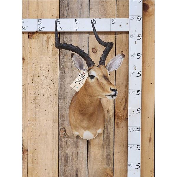 African Impala Shoulder Mount Taxidermy