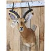 Image 2 : African Impala Shoulder Mount Taxidermy