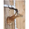 Image 4 : African Impala Shoulder Mount Taxidermy