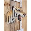 Image 5 : Bengal Tiger REPRODUCTION Shoulder Mount Taxidermy