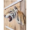 Image 6 : Bengal Tiger REPRODUCTION Shoulder Mount Taxidermy