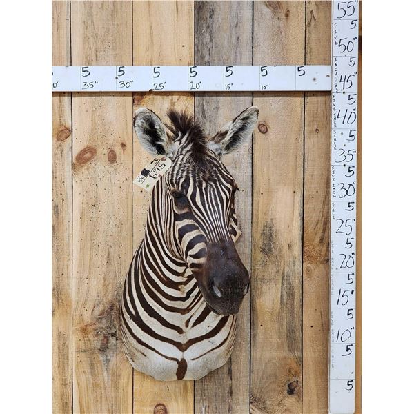 Burchell's Zebra Shoulder Mount Taxidermy