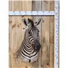 Image 1 : Burchell's Zebra Shoulder Mount Taxidermy