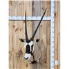 Image 1 : African Gemsbok Shoulder Mount Taxidermy