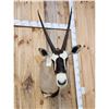 Image 2 : African Gemsbok Shoulder Mount Taxidermy
