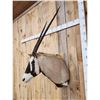 Image 4 : African Gemsbok Shoulder Mount Taxidermy