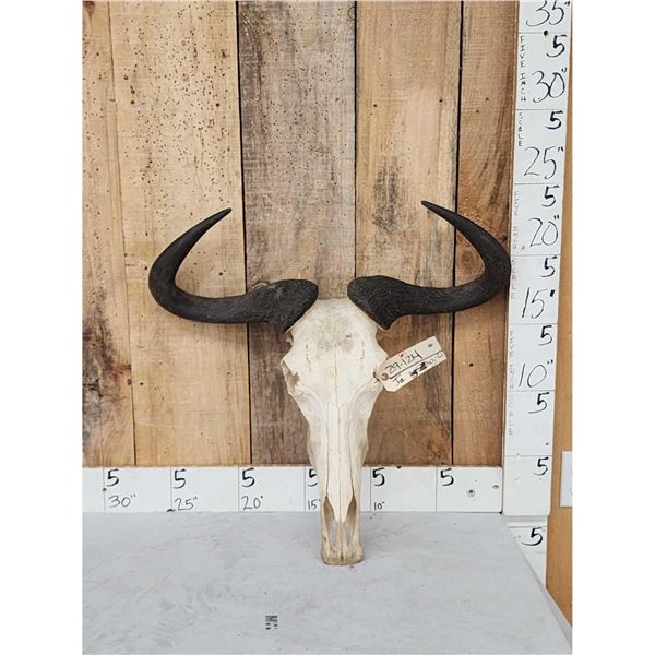 African Blue Wildebeest Skull Taxidermy