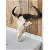 Image 2 : African Blue Wildebeest Skull Taxidermy