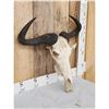 Image 3 : African Blue Wildebeest Skull Taxidermy