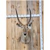 Image 1 : African Waterbuck Shoulder Mount Taxidermy