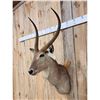 Image 2 : African Waterbuck Shoulder Mount Taxidermy