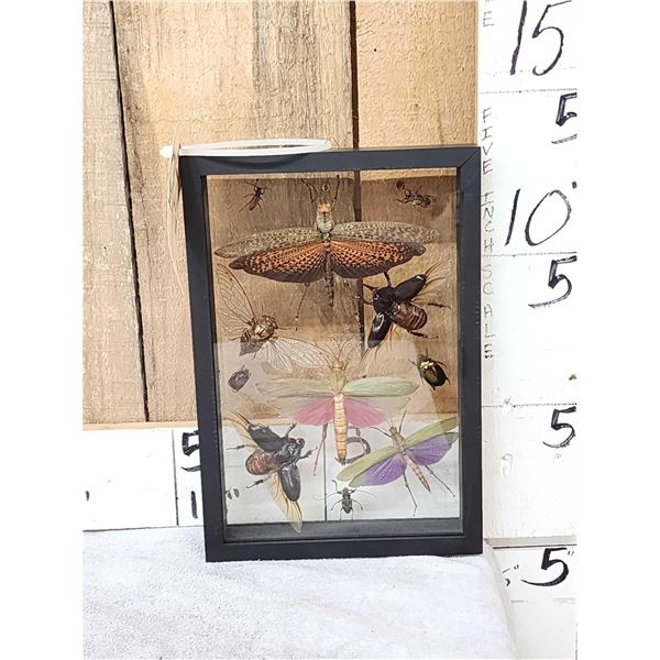 Frame Of 11 Peruvian Insects Taxidermy