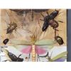 Image 3 : Frame Of 11 Peruvian Insects Taxidermy