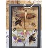 Image 5 : Frame Of 11 Peruvian Insects Taxidermy