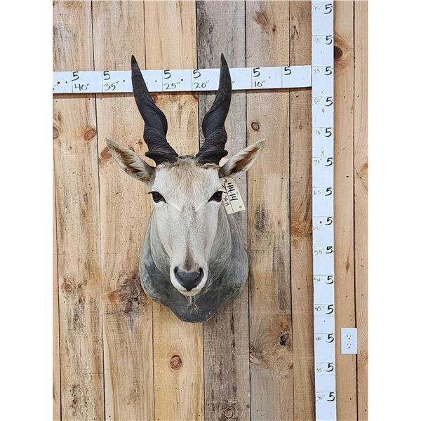 African Eland Shoulder Mount Taxidermy