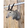 Image 3 : African Eland Shoulder Mount Taxidermy