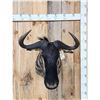 Image 1 : African Blue Wildebeest Shoulder Mount Taxidermy