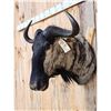 Image 3 : African Blue Wildebeest Shoulder Mount Taxidermy