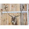 Image 1 : Caribou Shoulder Mount Taxidermy