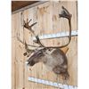 Image 2 : Caribou Shoulder Mount Taxidermy