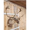 Image 3 : Caribou Shoulder Mount Taxidermy