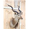 Image 2 : African Kudu Shoulder Mount Taxidermy