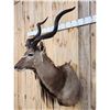 Image 3 : African Kudu Shoulder Mount Taxidermy