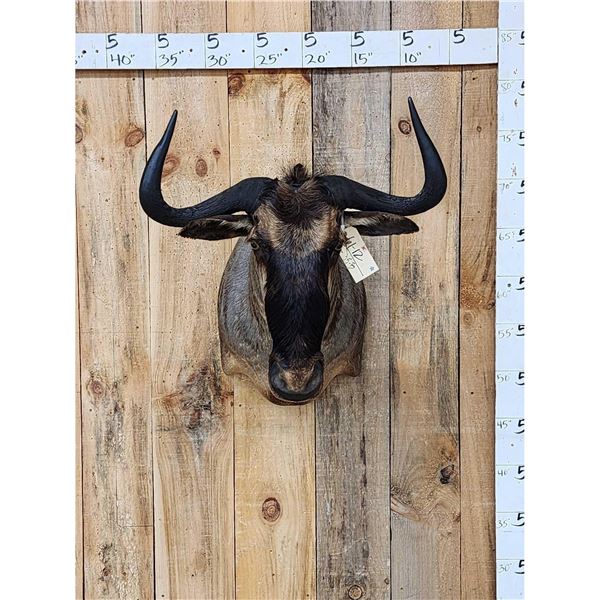 African Blue Wildebeest Shoulder Mount Taxidermy