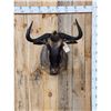 Image 1 : African Blue Wildebeest Shoulder Mount Taxidermy