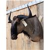 Image 3 : African Blue Wildebeest Shoulder Mount Taxidermy