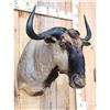 Image 6 : African Blue Wildebeest Shoulder Mount Taxidermy