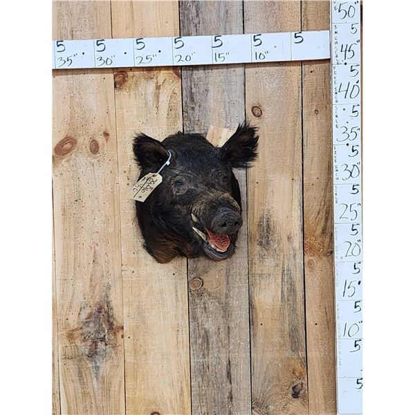 Wild Boar Hog Shoulder Mount Taxidermy