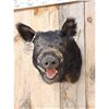 Image 2 : Wild Boar Hog Shoulder Mount Taxidermy
