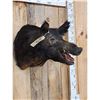 Image 4 : Wild Boar Hog Shoulder Mount Taxidermy