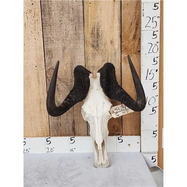 African Black Wildebeest Skull Taxidermy