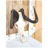 Image 3 : African Black Wildebeest Skull Taxidermy
