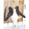 Image 4 : African Black Wildebeest Skull Taxidermy