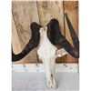Image 5 : African Black Wildebeest Skull Taxidermy
