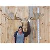 Image 1 : GIANT 71" Wide Vintage Alaskan Moose Shoulder Mount Taxidermy