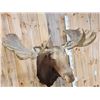 Image 6 : GIANT 71" Wide Vintage Alaskan Moose Shoulder Mount Taxidermy