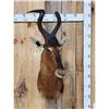 Image 1 : African Red Hartebeest Shoulder Mount Taxidermy